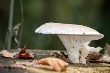 White mushroom growing on a rotting tree stump