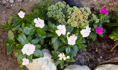 Close up of white Catharanthus Roseus flower, also known as Periwinkle Madagascar or Vinca Rosea with green leaves. Family name Apocynaceae, Scientific name Catharanthus