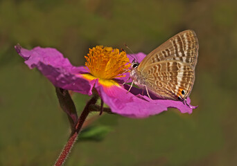 Lampides butterfly ; Lampides boeticus