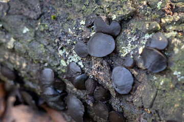 Black bulgar or Black Jelly Drops (Bulgaria inquinans) growing on a fallen tree