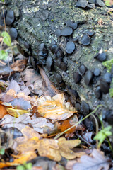 Black bulgar or Black Jelly Drops (Bulgaria inquinans) growing on a fallen tree