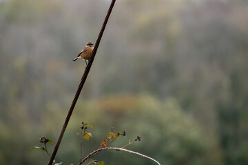 Female Common Stonechat (Saxicola rubicola) clinging to a wire