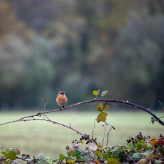 Female Common Stonechat (Saxicola rubicola) clinging to a briar