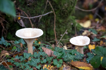 Trooping Funnel (Clitocybe geotropa) long stemmed mushroom