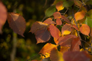 Autumn yellow leaves. Beauty of nature. 