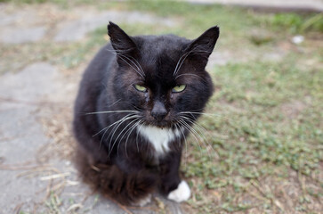Close up of a black cat on the grass in the back yard. Funny facial expression. Selective focus, blurred background