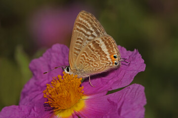 Lampides butterfly ; Lampides boeticus