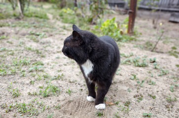 Obraz premium Close up of a black cat on the grass in the back yard. Funny facial expression. Selective focus, blurred background