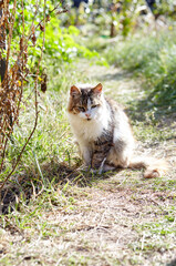 Close up of a white grey cat on the grass in the back yard. Funny facial expression. Selective focus, blurred background