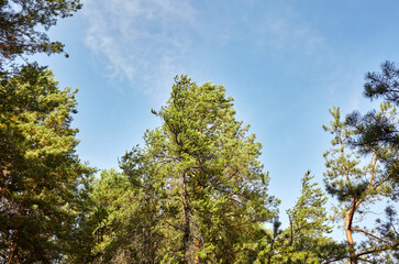 Forest against the sky. Pine trees against a blue sky with clouds on a sunny day