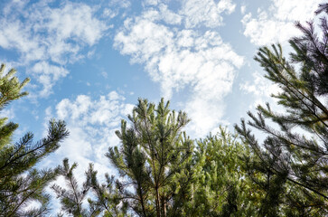Forest against the sky. Pine trees against a blue sky with clouds on a sunny day