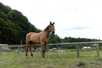 horse graze in a meadow