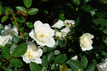 A close up of snowy white double roses of the 'Carte Blanche' variety with raindrops on the petals. Roses in the garden on a bright sunny morning