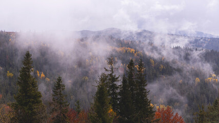 Natural gloomy background of autumn mountains with yellow trees and fir trees on a cloudy day with clouds in the sky and fog