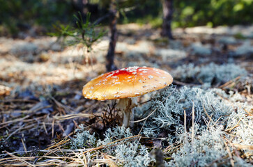 Toxic and hallucinogen mushroom Fly Agaric in moss on autumn forest background. Amanita Muscaria, poisonous mushroom. Selective focus, blurred background