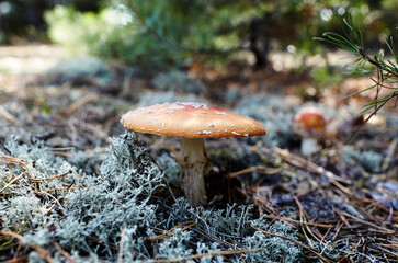 Toxic and hallucinogen mushroom Fly Agaric in moss on autumn forest background. Amanita Muscaria, poisonous mushroom. Selective focus, blurred background
