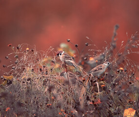 Sparrows eat seeds in the flowery field