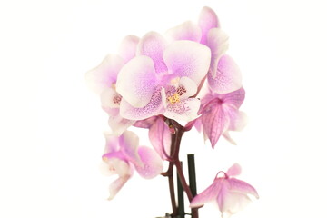 Naklejka premium Mini orchid, close-up, isolated on white.