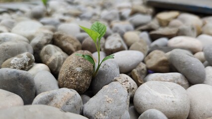 Eine einzelne Pflanze zwischen Steinen