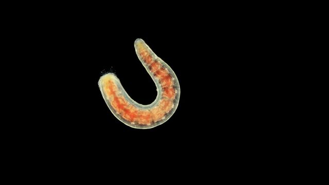 Oligochaeta worm under a microscope, type Annelida, sample found at Lake Baikal. Video may contain a part of the worm that moves and contracts