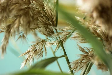 Trockenes, goldenes, flauschiges Schilf schließt sich im Herbst. Abstrakter natürlicher Hintergrund. © vita