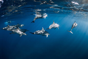 Spinner dolphins in tropical ocean with sunlight. Dolphins in underwater