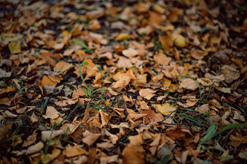 dry yellow fallen leaves on the ground. Autumn background. Image with selective focus