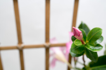 マンデビラのつぼみ