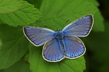 Polyomatous Amanda butterfly / Polyommatus amandus