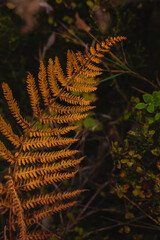Yellow fern. Autumn botanical natural background. Close up