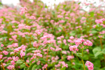 Fototapeta premium 赤そばの花