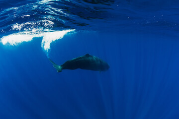 Naklejka premium Sperm whales in blue ocean at Mauritius.