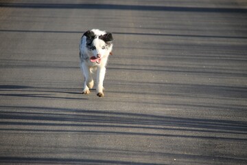 blue merle border collie dog running on a walk