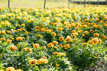 マリゴールドの花壇