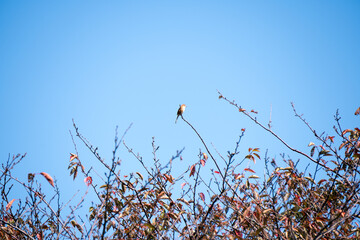 秋空の下の小鳥