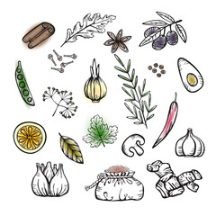 Spices and herbs  for delicious cooking. Set of vector linear and color icons in cartoon style. Hand drawings isolated on white background.