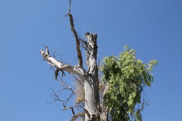 branches against blue sky