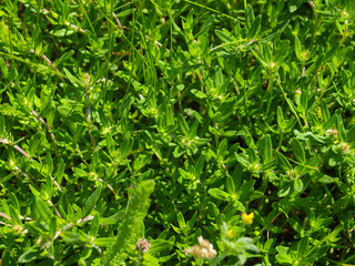 Wild thyme in the field from above, close up.