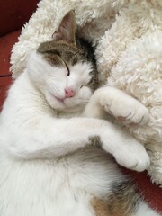 sleepin tubby and white kitten