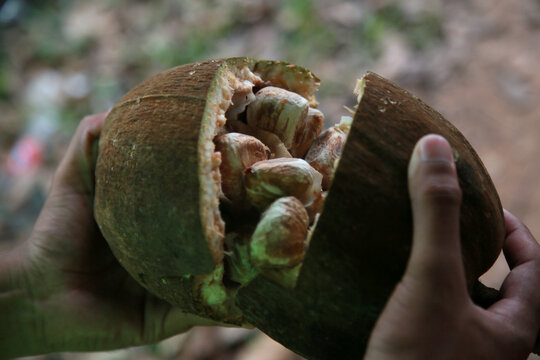 mata de sao joao, bahia / brazil - november 4, 2020: monguba fruit also known as chestnut of gianas and also as wild cacao is seen in the city of Mata de Sao Joao.