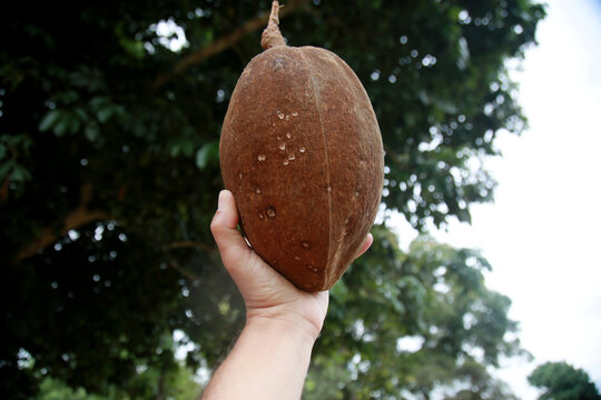 mata de sao joao, bahia / brazil - november 4, 2020: monguba fruit also known as chestnut of gianas and also as wild cacao is seen in the city of Mata de Sao Joao.