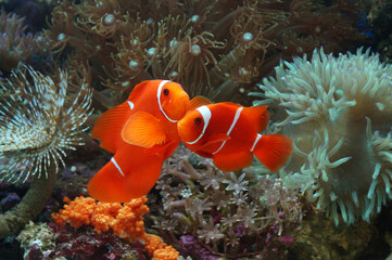 Spine-cheeked Anemonefish