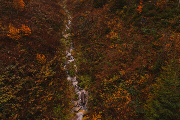 Autumn forest with Mountain Creek among yellow and red trees. View from above. Natural background