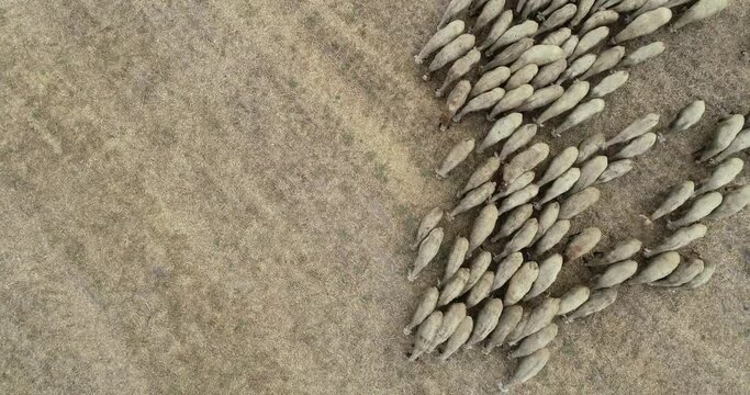Drone overhead view of sheep herd moving. Top down view of sheep herd feeding on field