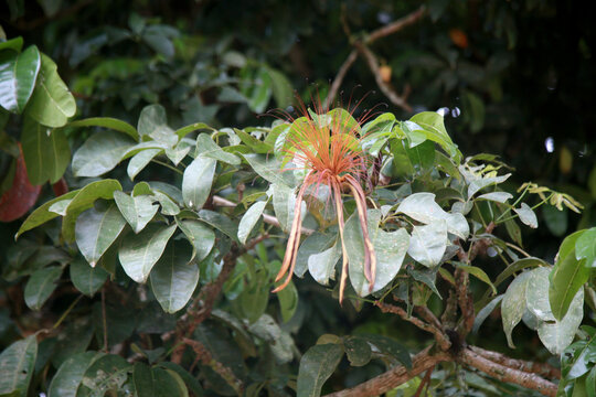 mata de sao joao, bahia / brazil - november 4, 2020: monguba fruit also known as chestnut of gianas and also as wild cacao is seen in the city of Mata de Sao Joao.