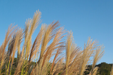 黄金色に輝く夕映えの日本の秋のススキと青空