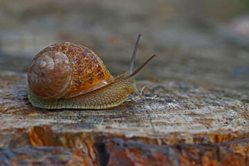 Snail Beetle on tree log