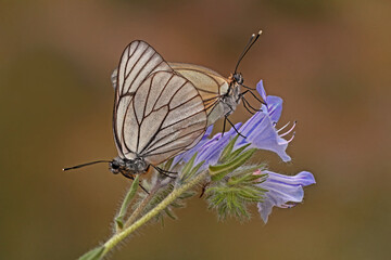 Hawthorn butterfly pair on the plant; Aporia crataegi