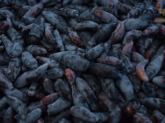 close-up of blue, ripe honeysuckle
