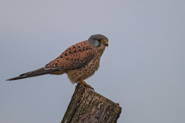 Common Kestrel (Falco tinnunculus) male siting on fence pole, Hesse, Germany
